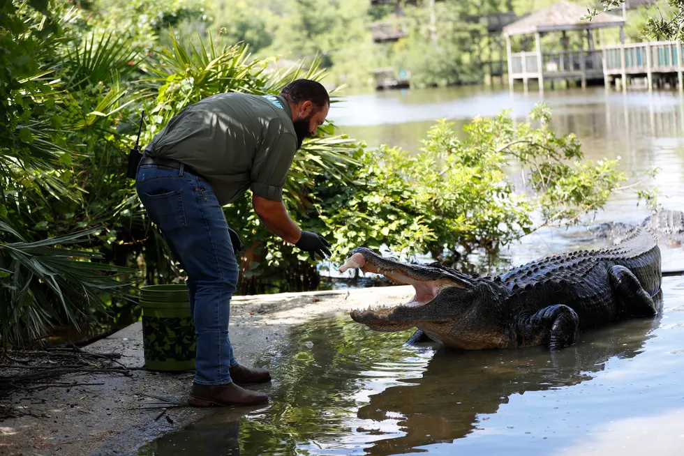 Gatorland