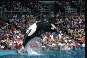 Seaworld Orlando Image