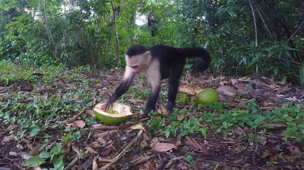 A white-faced capuchin monkey spotted on Monkey Island, Panama, picking up a coconut on the forest floor.