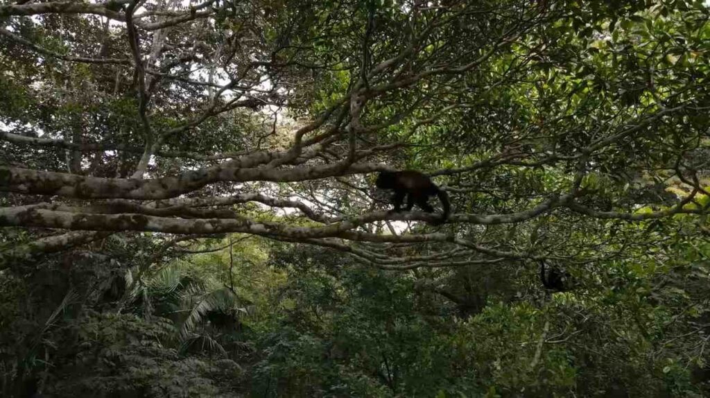 Howler monkey moving through tree branches in the rainforest of Barú Volcano, Panama