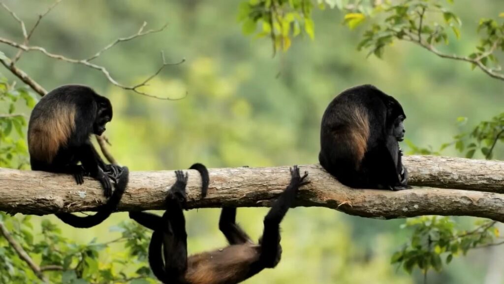 Mantled howler monkey resting on a thick tree branch at Monkey Island, Panama, surrounded by dense green rainforest.