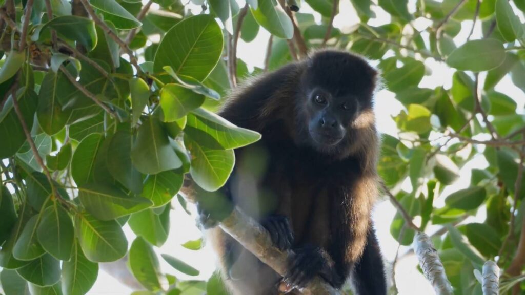 A howler monkey sitting on a tree branch at Monkey Island, Panama, surrounded by lush green rainforest.