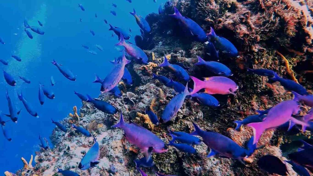 Colorful tropical fish swimming over a vibrant coral reef in the clear waters of the San Blas Islands
