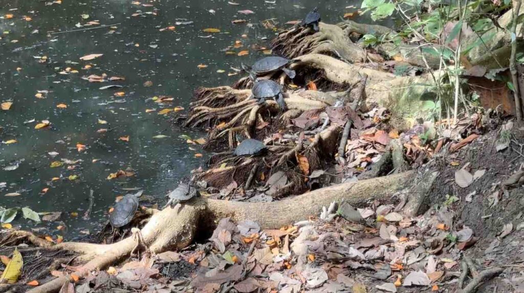 Several freshwater turtles sunbathing on tree roots at the edge of Gatun Lake near Monkey Island.