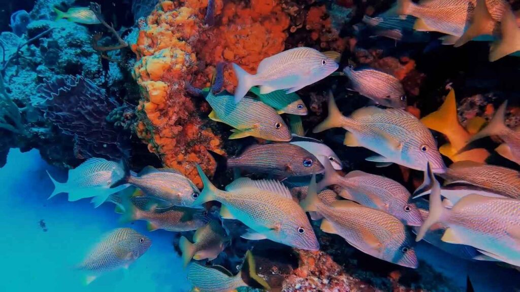Schools of tropical fish swimming around vibrant coral reefs in Coiba National Park.