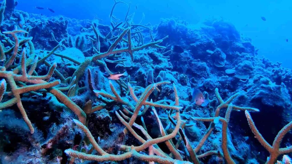 Colorful coral reef and tropical fish underwater at Coiba National Park, Panama.