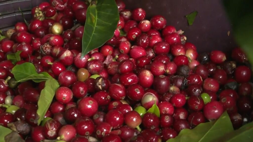 Freshly harvested Geisha coffee cherries with leaves before processing