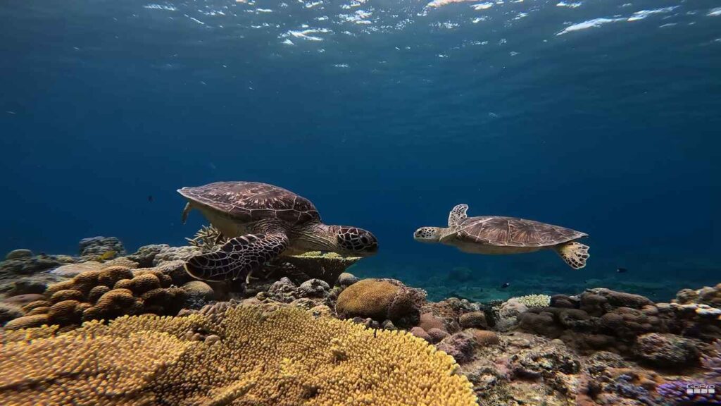 Sea turtles swimming peacefully above coral reefs at Coiba National Park, Panama.