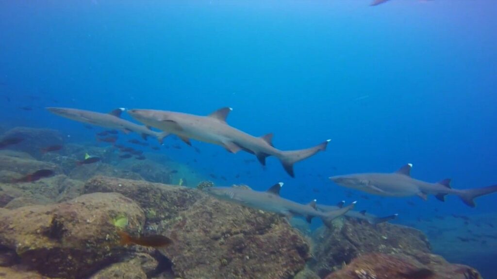 Sharks cruising through deep blue waters at Coiba National Park, Panama.