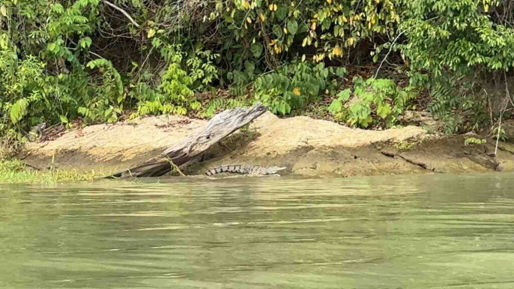 A crocodile resting quietly on the muddy bank of Gatun Lake near Monkey Island, surrounded by dense tropical greenery.